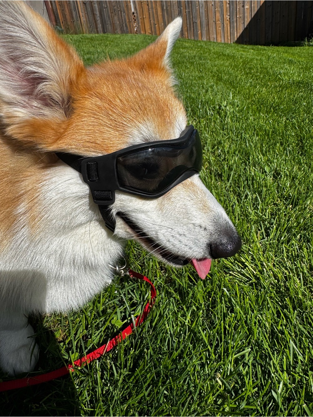Dog Protective Goggles - Black |